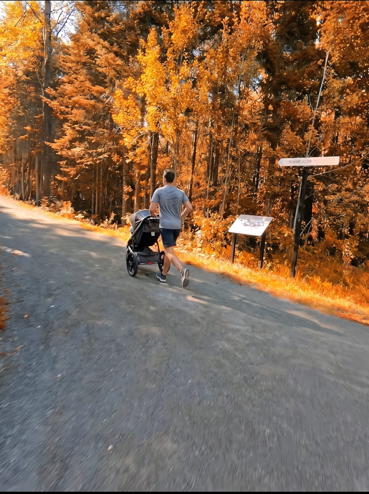 Un coureur avec une poussette sur un sentier bordé d'érables aux couleurs d'automne